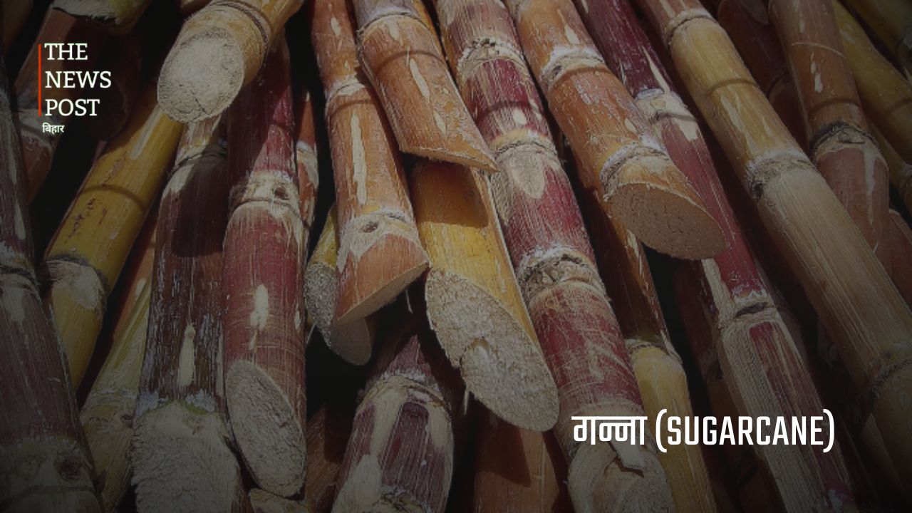 बिहार की अर्थव्यवस्था को मजबूत बनाने वाली प्रमुख कृषि फसलें - Photo 8