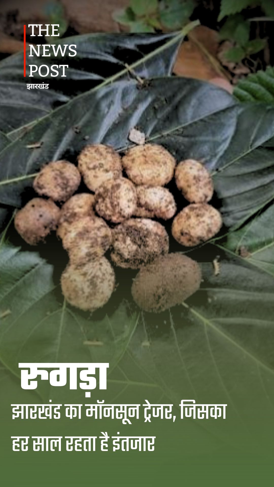 रुगड़ा: झारखंड का मॉनसून ट्रेजर, जिसका हर साल रहता है इंतजार