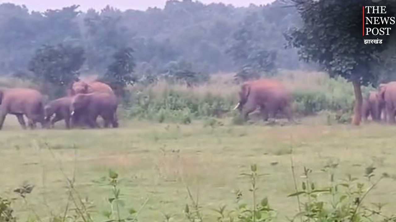 रामगढ़ के गांवों में हाथियों का डेरा, चार शावकों के साथ घूम रहा विशाल झुंड