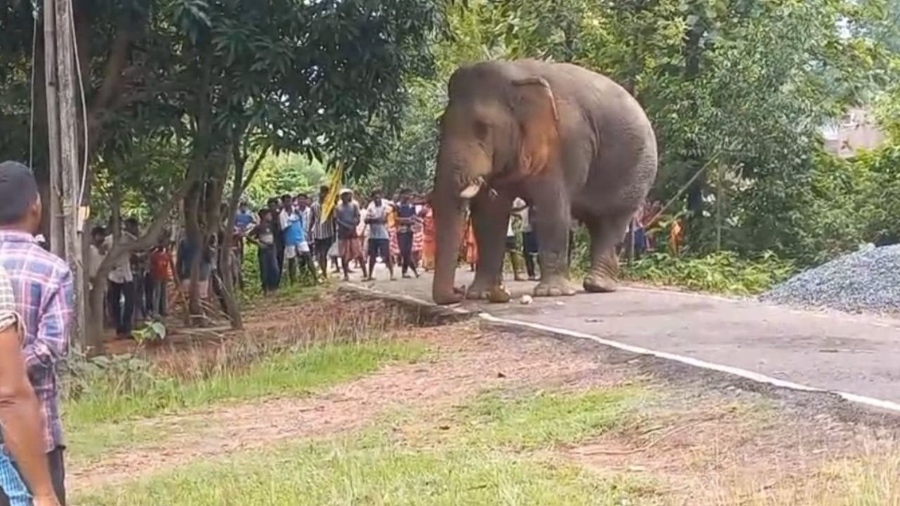 रोज़ नई जगह दिख रहे हाथी, कोल्हान के कई गांवों में कर्फ्यू जैसे हालात