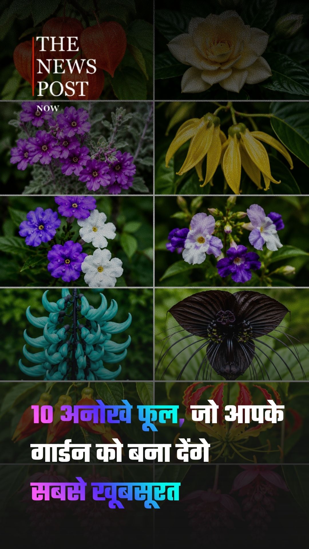 10 अनोखे फूल, जो आपके गार्डन को बना देंगे सबसे खूबसूरत....