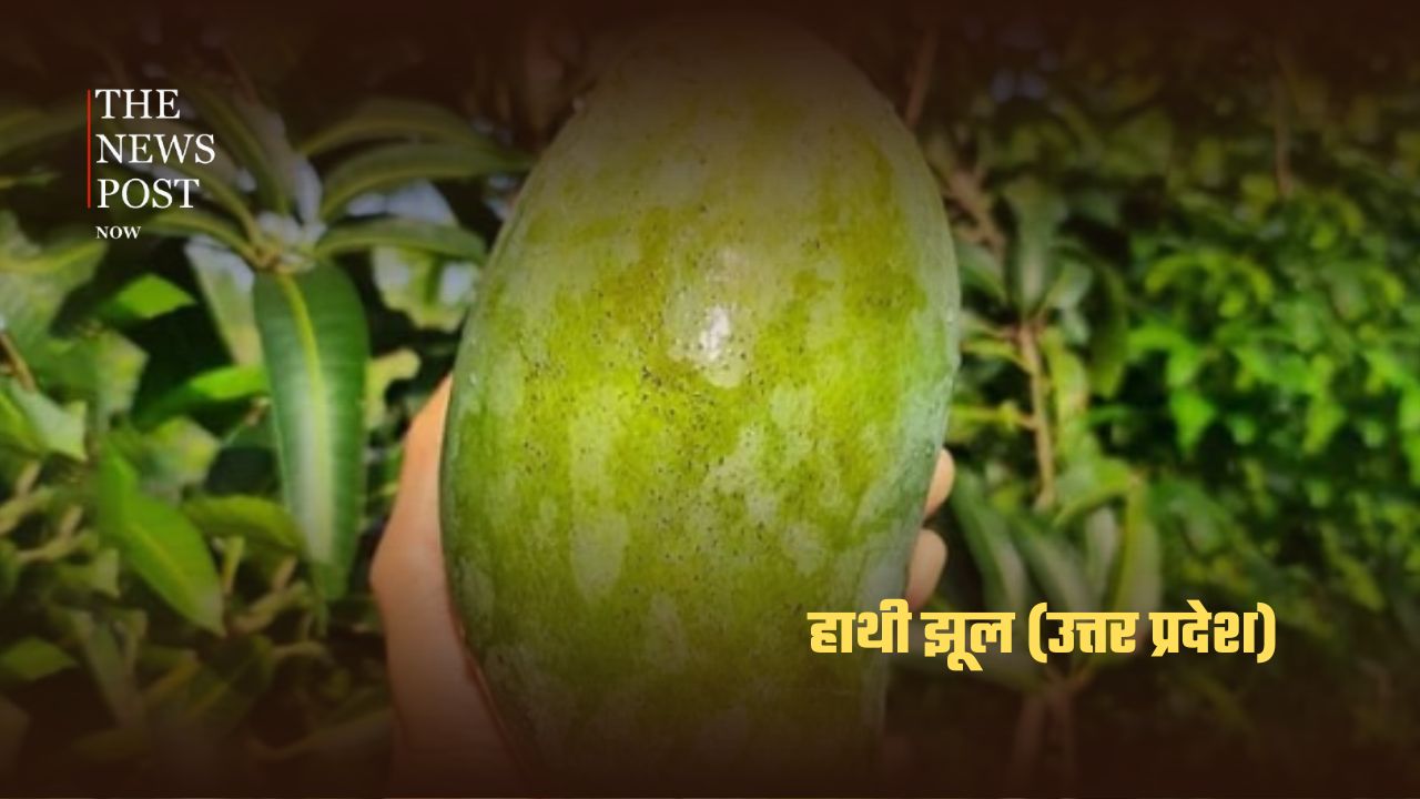 भारत के सबसे लोकप्रिय आम, जानिए किस राज्य की है कौन-सी पहचान - Photo 2