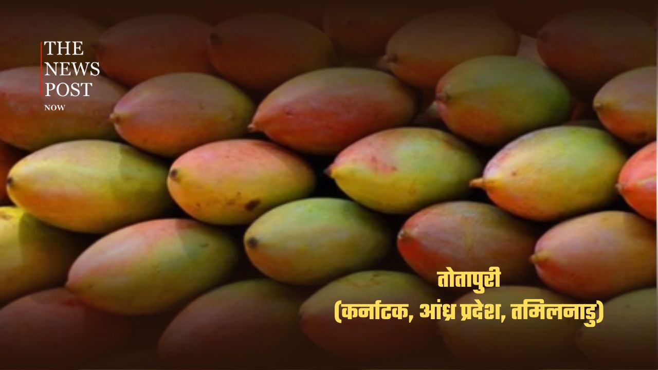 भारत के सबसे लोकप्रिय आम, जानिए किस राज्य की है कौन-सी पहचान - Photo 3