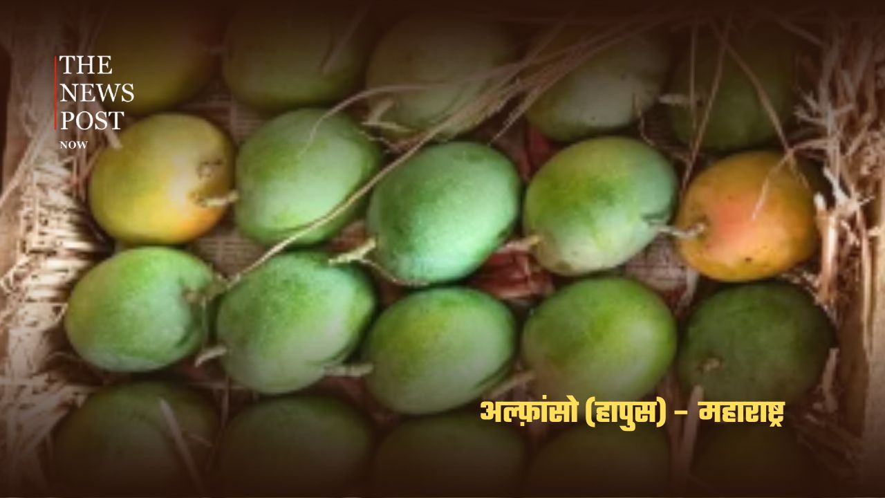 भारत के सबसे लोकप्रिय आम, जानिए किस राज्य की है कौन-सी पहचान - Photo 4