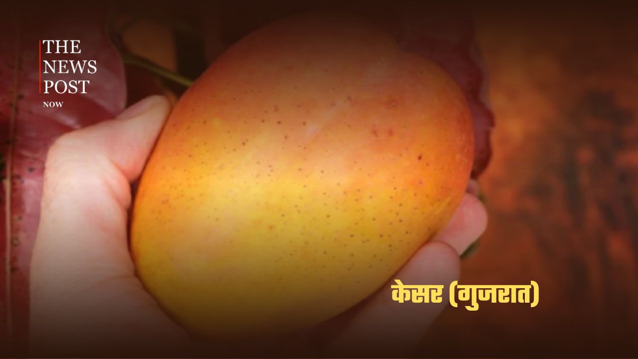 भारत के सबसे लोकप्रिय आम, जानिए किस राज्य की है कौन-सी पहचान - Photo 5