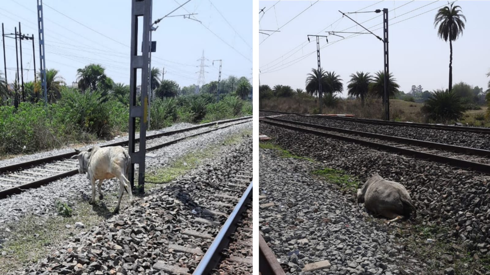 अब ट्रैक से गाय-भैंस-बकरी भी खदेड़ेंगे रेलवे के गैंग मैन, यह है वजह