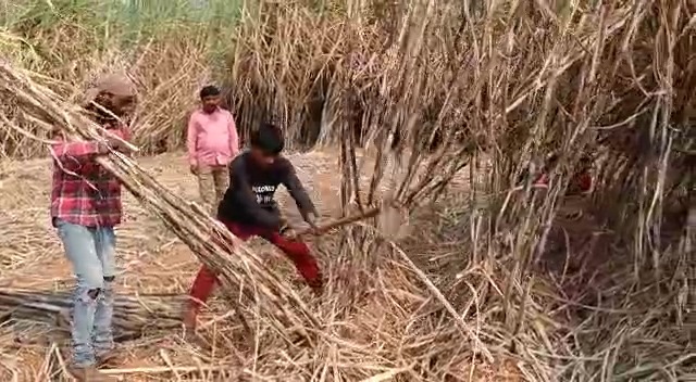 पथरीली इलाके में ग्रामीण युवाओं ने मेहनत के बल पर मिट्टी में उगा दी मिठास, पढ़िए पूरी खबर