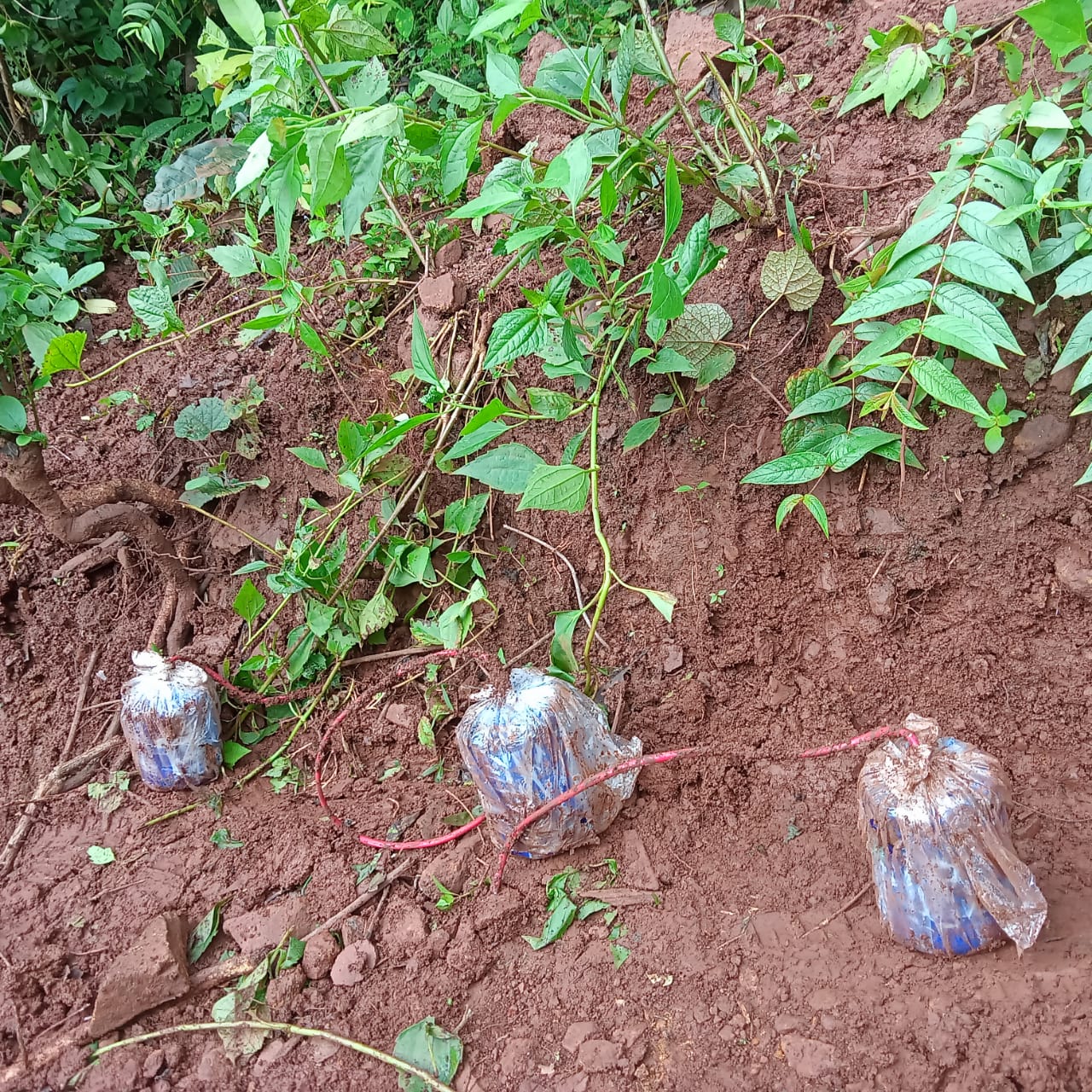 सुरक्षाबल के जवानों को उडाने की नक्सलियों की साजिश नाकाम,  5-5  किलो  के 35 केन बम  सीरिज में बरामद