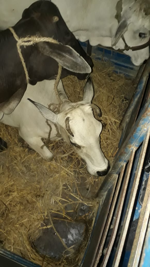 पशु लदा टेम्पू जब्त, दो गिरफ्तार