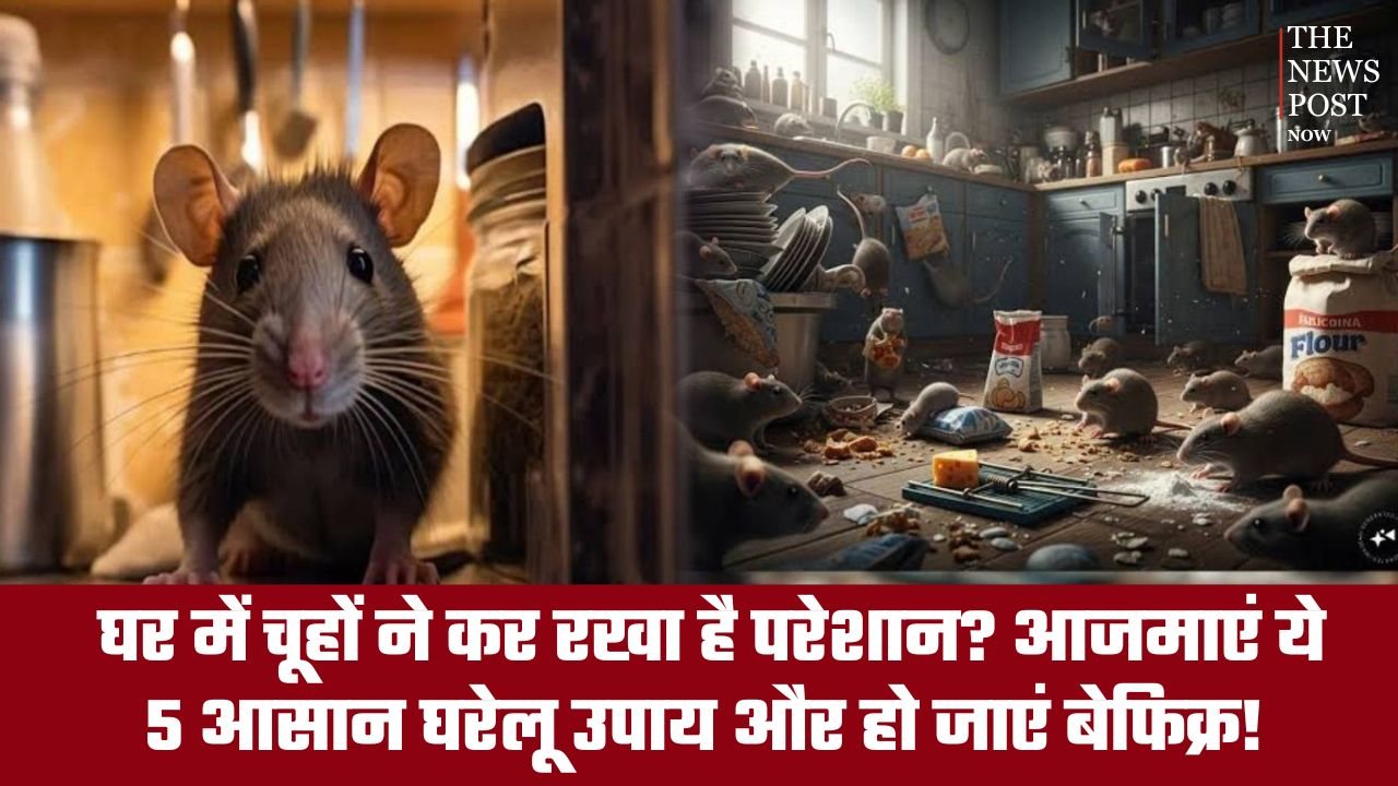 घर में चूहों ने कर रखा है परेशान? आजमाएं ये 5 आसान घरेलू उपाय और हो जाएं बेफिक्र!