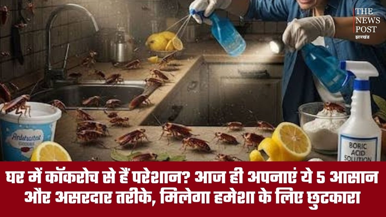 घर में कॉकरोच से हैं परेशान? आज ही अपनाएं ये 5 आसान और असरदार तरीके, मिलेगा हमेशा के लिए छुटकारा