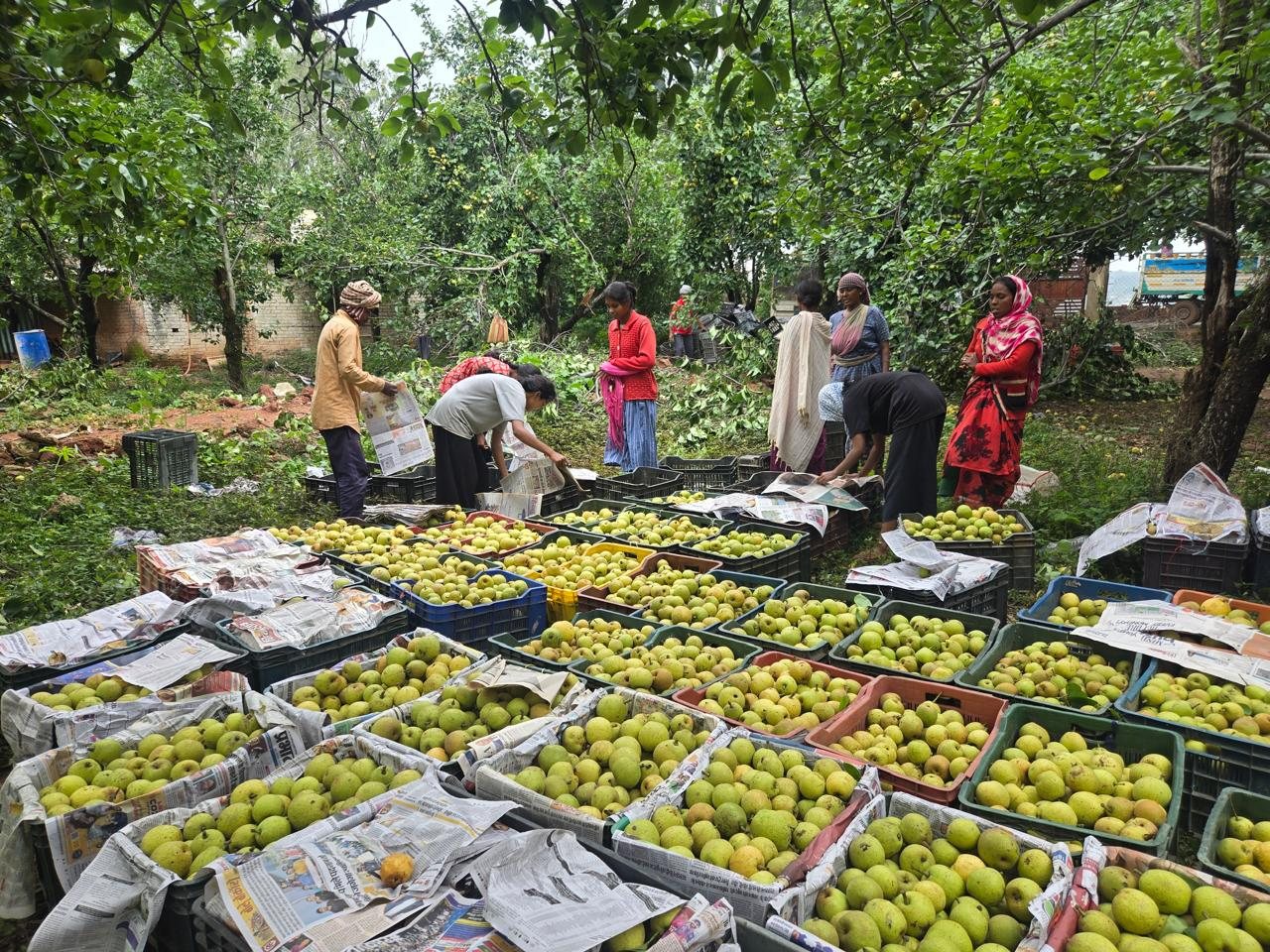 लातेहार: नेतरहाट की नाशपाती की बढ़ी डिमांड, अब बड़े बाजारों में बिकेगी झारखंड की मिठास