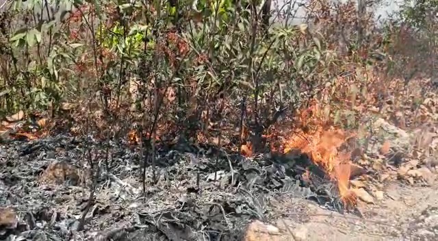 राख में तब्दील हो रही जंगल की हरियाली, जिम्मेदार कौन..?