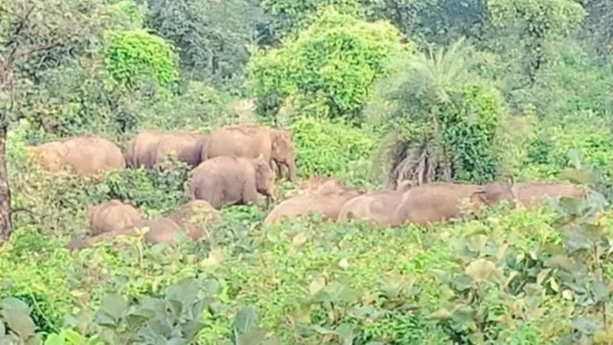 गिरिडीह में हाथियों के झुंड ने बढ़ाई ग्रामीणों की चिंता, वन विभाग ने जारी किया अलर्ट