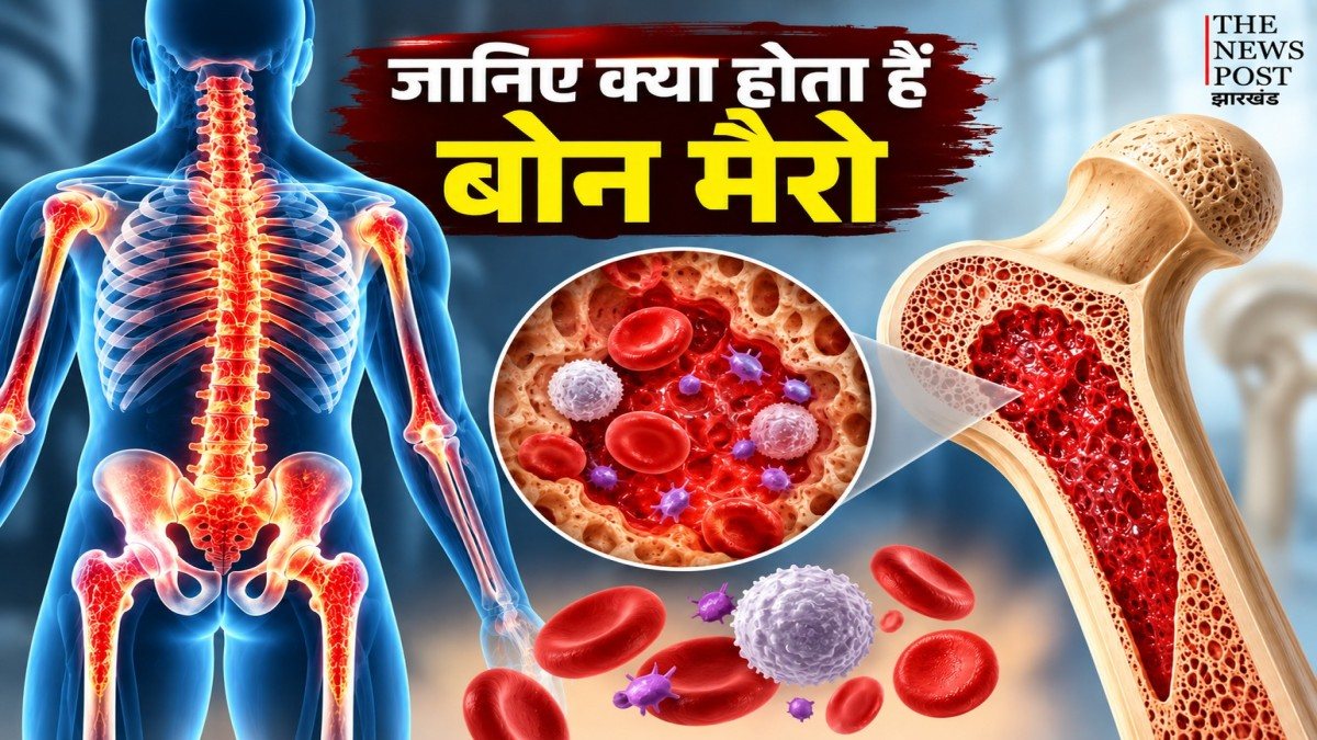 क्या होता है बोन मैरो, शरीर में क्यों है इतना जरूरी? जानें इसका काम और इसे हेल्दी रखने के आसान तरीके