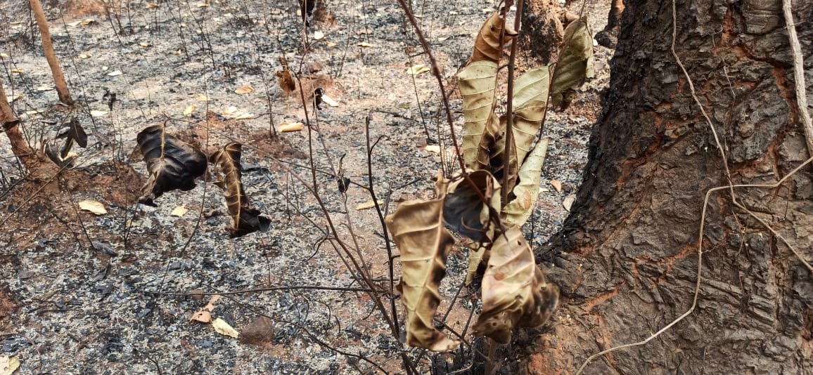 दुमका के जंगलों में कौन हर रोज लगा रहा आग ! लाखों का नुकसान, पशु-पक्षी हलकान