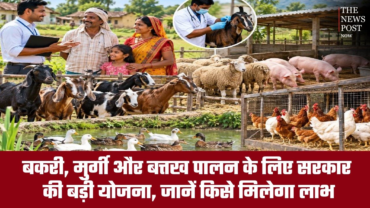 झारखंड में पशुपालन को बढ़ावा! बकरी, मुर्गी और बत्तख पालन के लिए सरकार की बड़ी योजना, जानें किसे मिलेगा लाभ