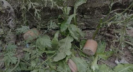 भागलपुर  के नाथनगर में फिर मिले चार जिंदा बम,  मची अफरा-तफरी