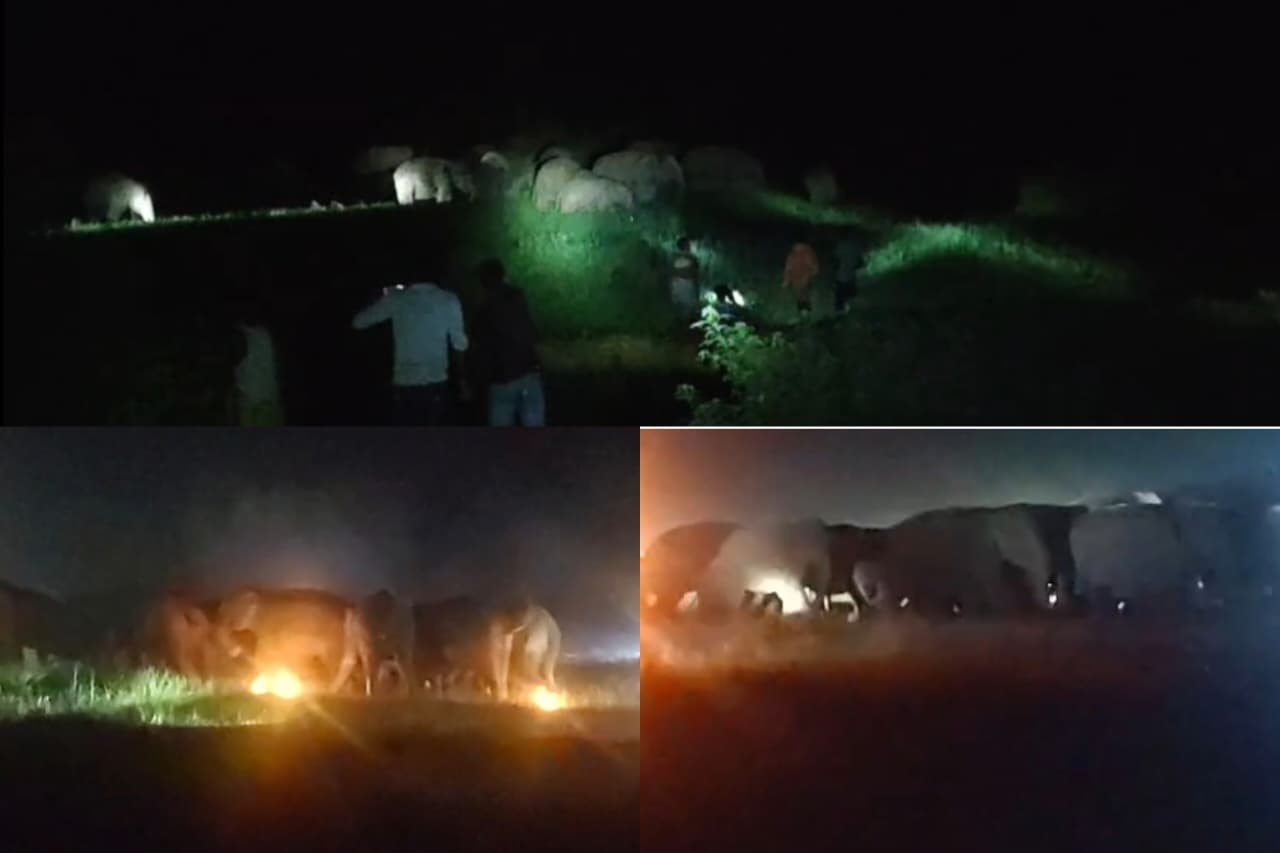 धनबाद शहर से मात्र 15 किलो मीटर दूर डेरा जमा बैठा है हाथियों का झुंड, शहरी इलाकों में बढ़ा खतरा, क्या करेगा वन विभाग ?