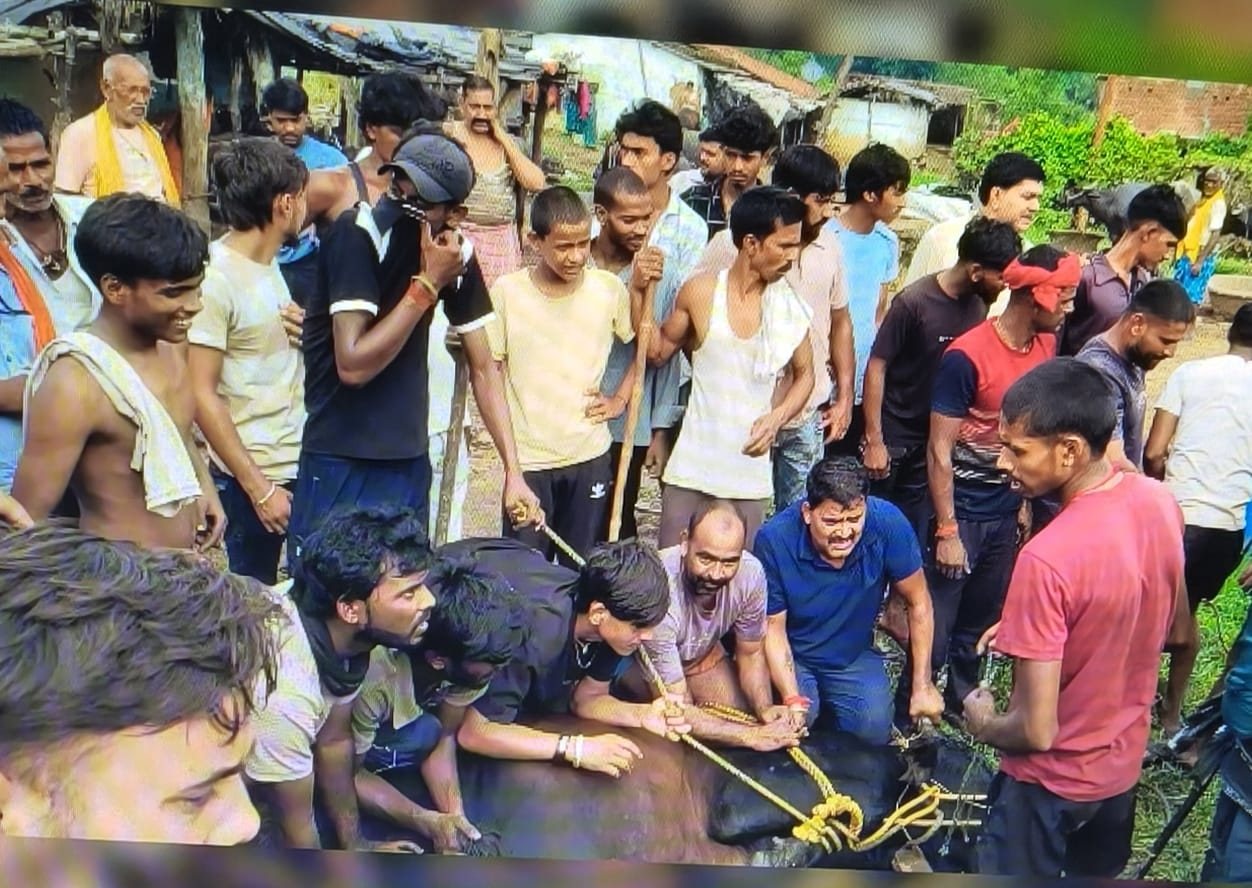 कतरास का खूंखार सांड कैसे पंहुचा पारसनाथ जंगल? पढ़िए सिस्टम पर सवाल करती इस खबर को 