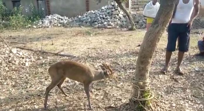 जंगल से भटक कर गांव पहुंचा कोटरा, हार्ट अटैक से हुई मौत