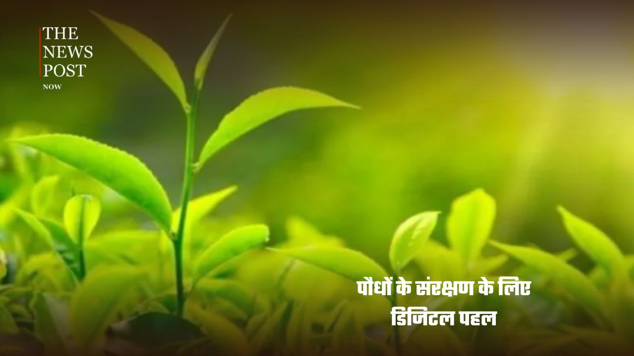 दुनियाभर से आईं 8 अच्छी खबरें, डायबिटीज के इलाज से लेकर वन्यजीवों की वापसी तक दिखी नई उम्मीद - Photo 3