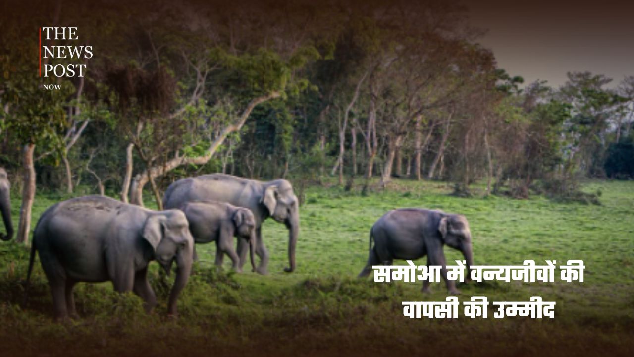 दुनियाभर से आईं 8 अच्छी खबरें, डायबिटीज के इलाज से लेकर वन्यजीवों की वापसी तक दिखी नई उम्मीद - Photo 4