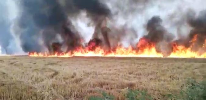 आग लगने से खेत में लगी गेहूं की फसल जल कर राख, किसान को लाखों का नुकसान