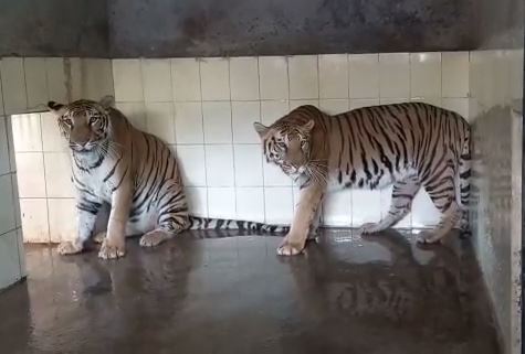 टाटा जूलोजिकल पार्क : शेर और बाघ के बाड़े में लगा कूलर, बंदरों के बाड़े में चटाई