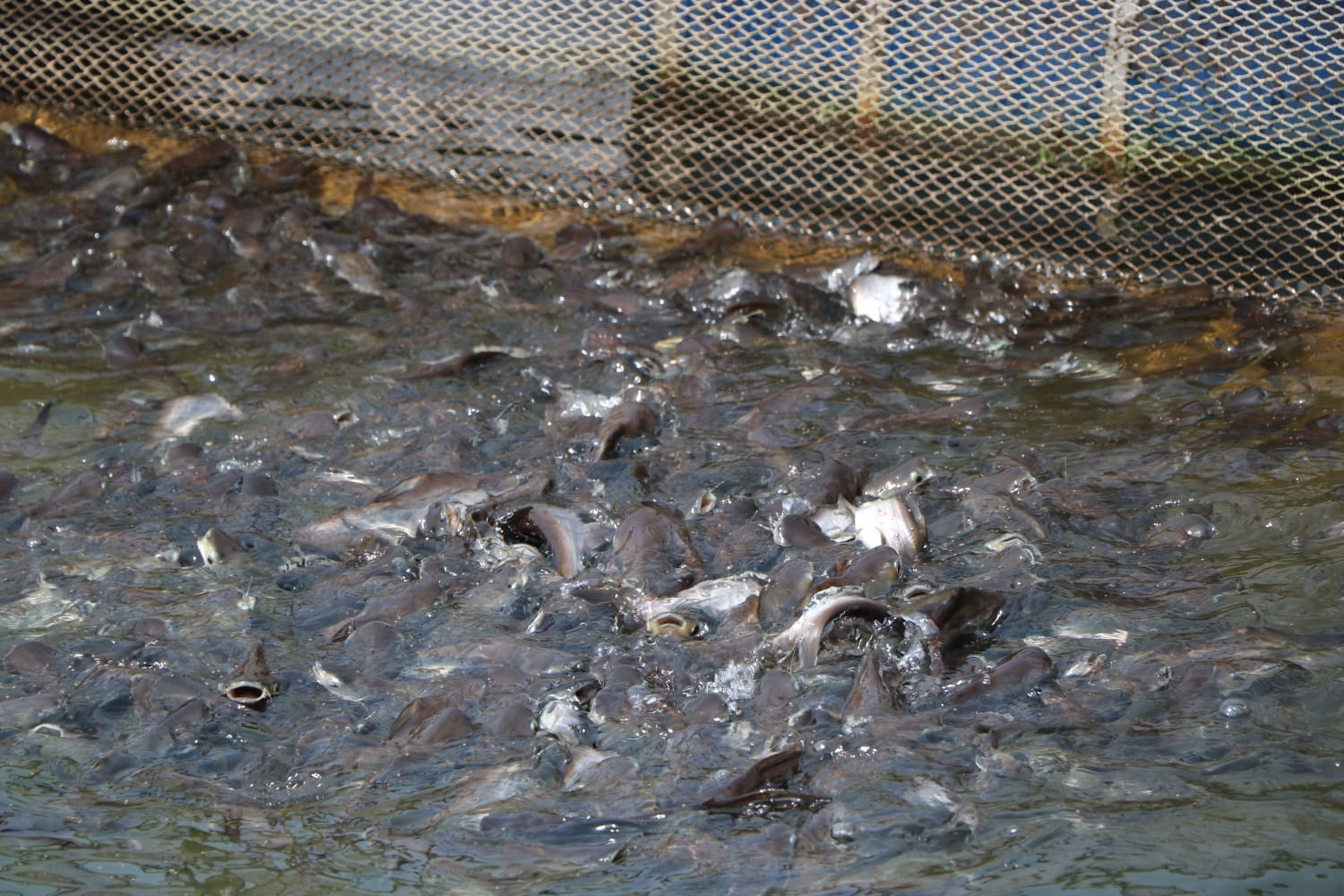 मछली पालन से समृद्ध हो रहे चाईबासा के किसान, रोजगार के बढ़े अवसर