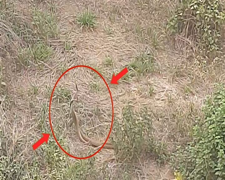 धनबाद के धैया  में घंटो अलिंगनबद्ध दिखे नाग -नागिन 