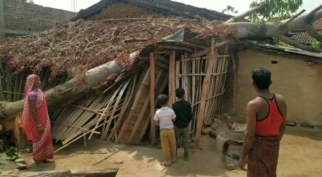 तेज आंधी-तूफान से खेतों को पहुंचा भारी नुकसान, सरकार से मुआवजा की मांग